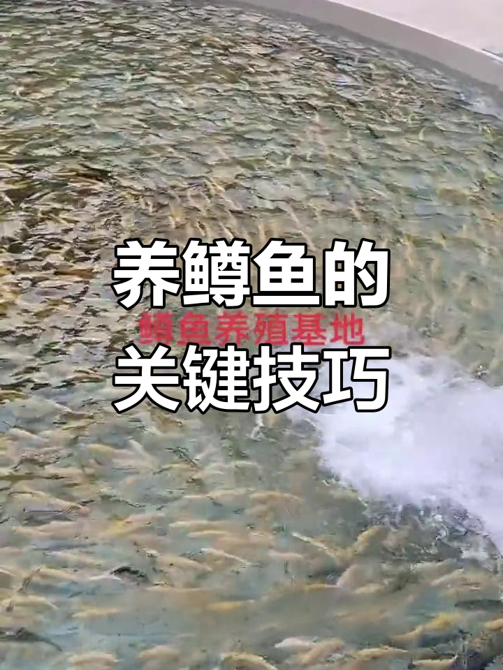 十年养殖鳟鱼的秘诀:水质、密度与饲料管理全攻略