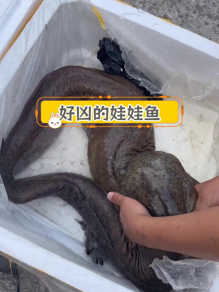 这条娃娃鱼竟然咬人,太惊人了!