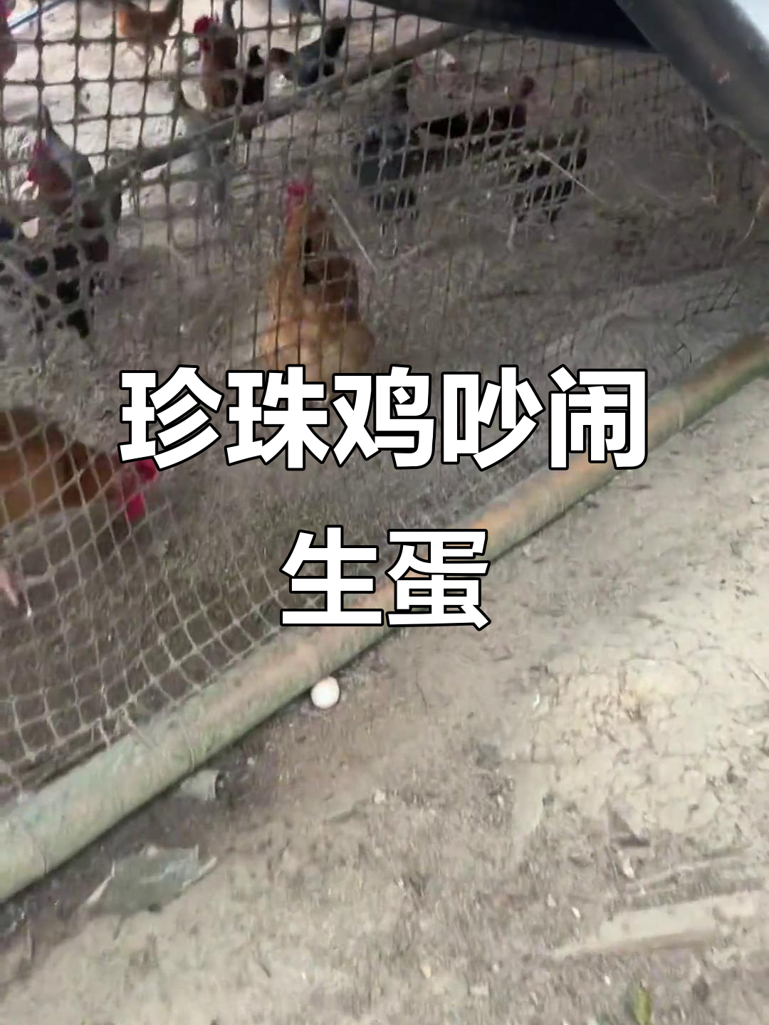 珍珠鸡公母大闹,蛋壳破碎笑料不断