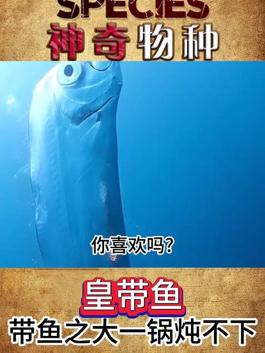 地狱使者500多斤的皇带鱼 皇带鱼之大,一锅炖不下 动物世界 奇妙的动物 科普 冷知识
