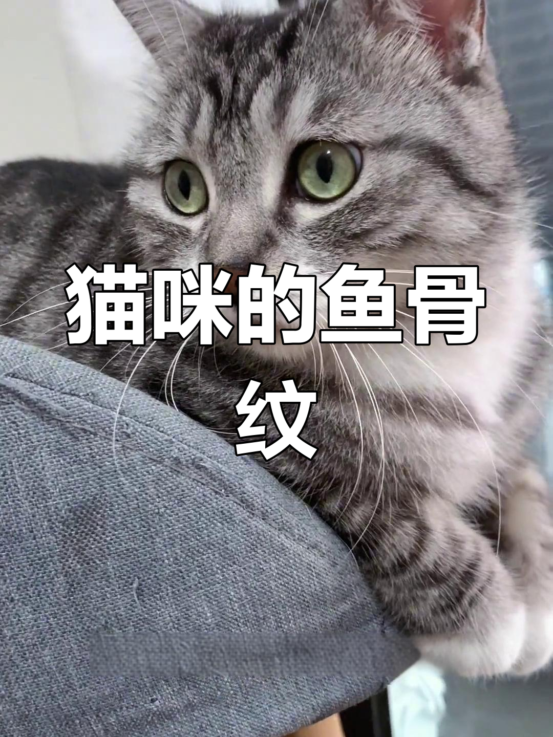 小猫背上有“虾线”?其实是鱼骨纹!
