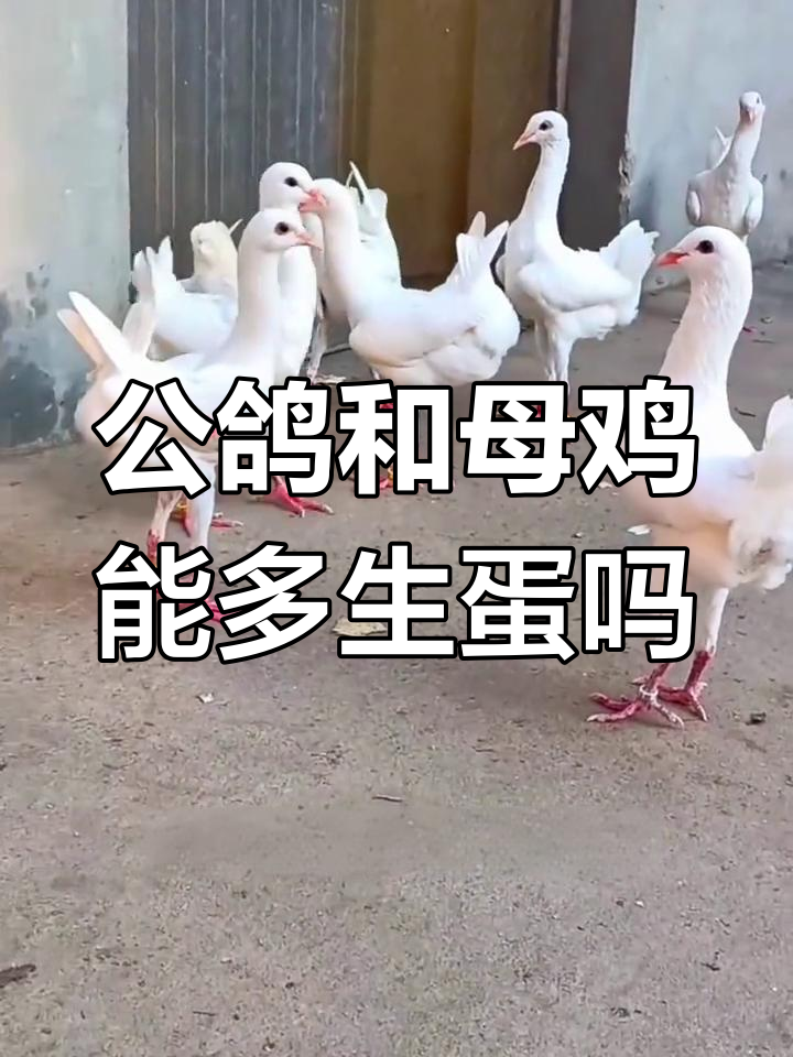 鸽子与公鸡杂交,产蛋量惊人!