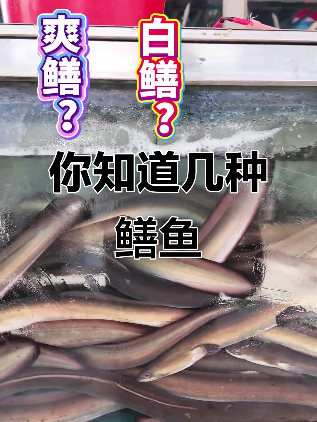 鳝鱼种类大揭秘，白鳝、黄鳝你分得清吗？