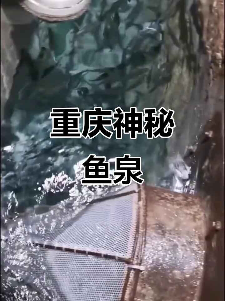 重庆老汉梦中发现神奇鱼泉,每日喷涌数百斤活鱼