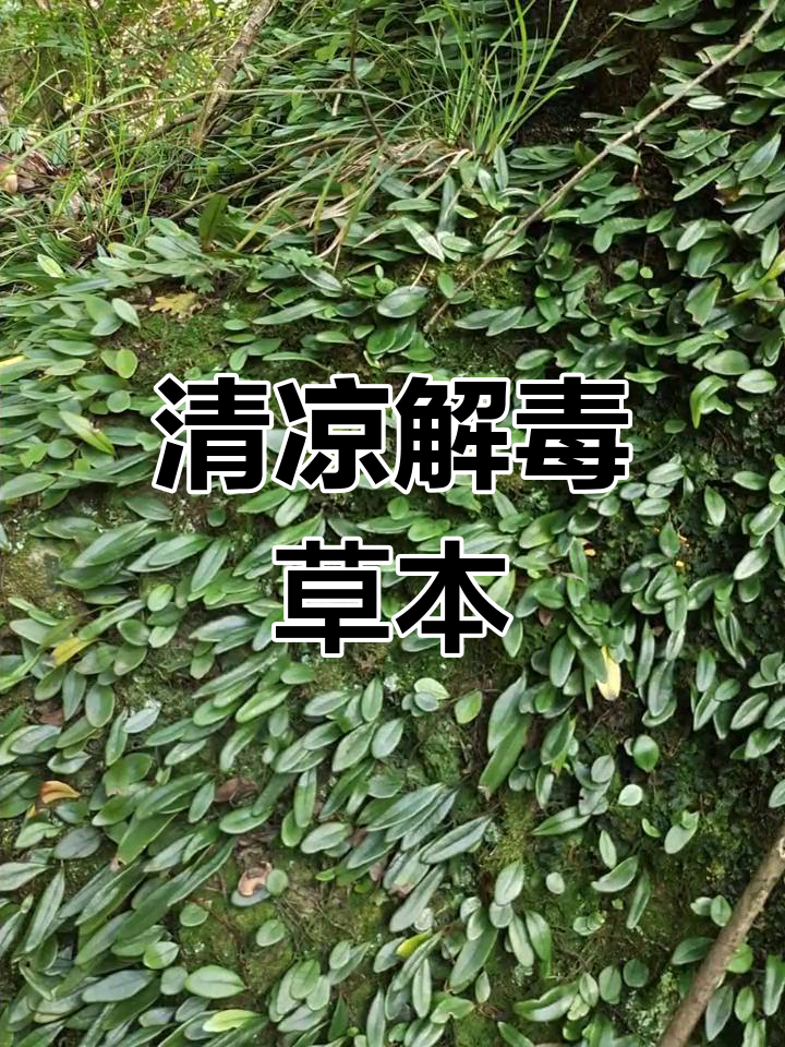 鱼鳖草,清热解毒,降心火的好帮手!