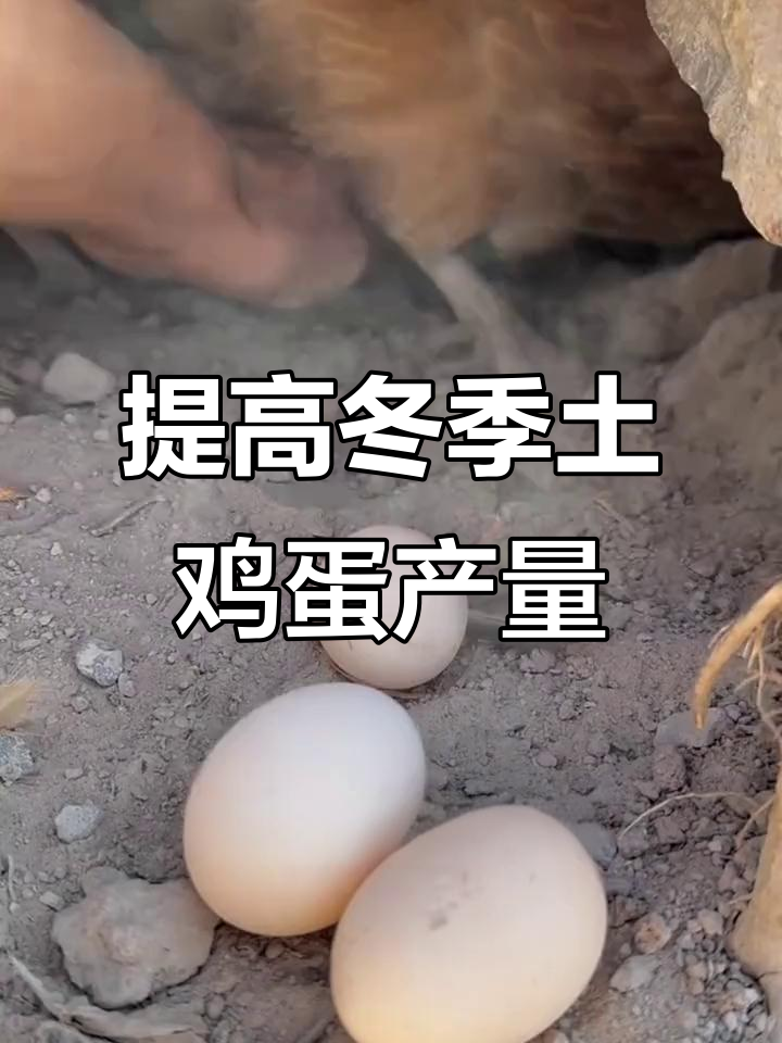 冬季土鸡如何提高产蛋量?这些方法让母鸡下蛋多