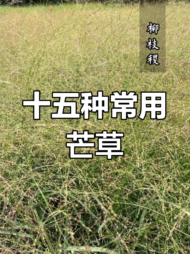 北方庭院常见芒草植物介绍