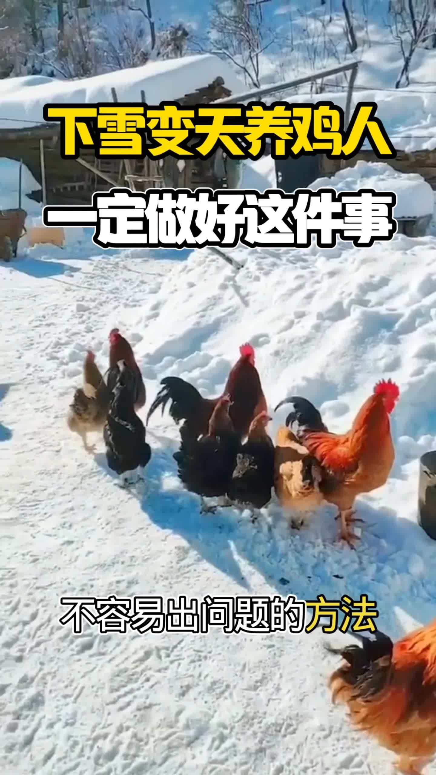 #养鸡 #散养鸡鸭鹅 #养鸡技术 #鸡病防治 #鸡鸭鹅养殖