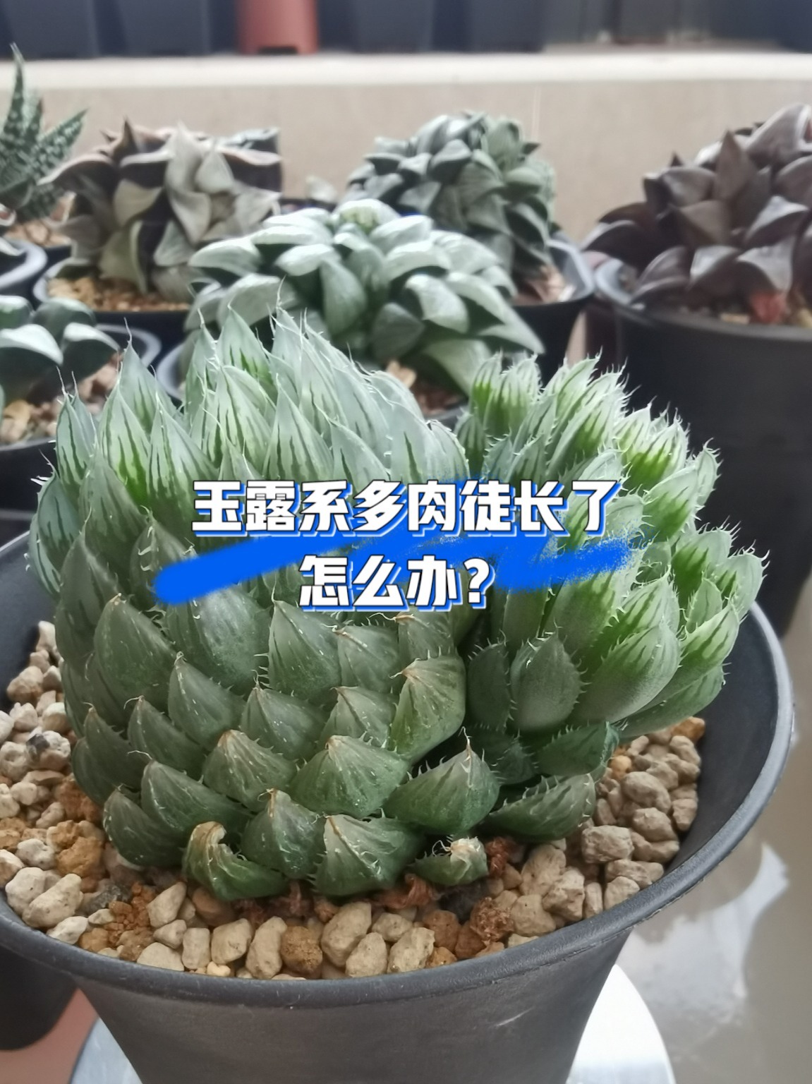 玉露系多肉徒长了怎么办