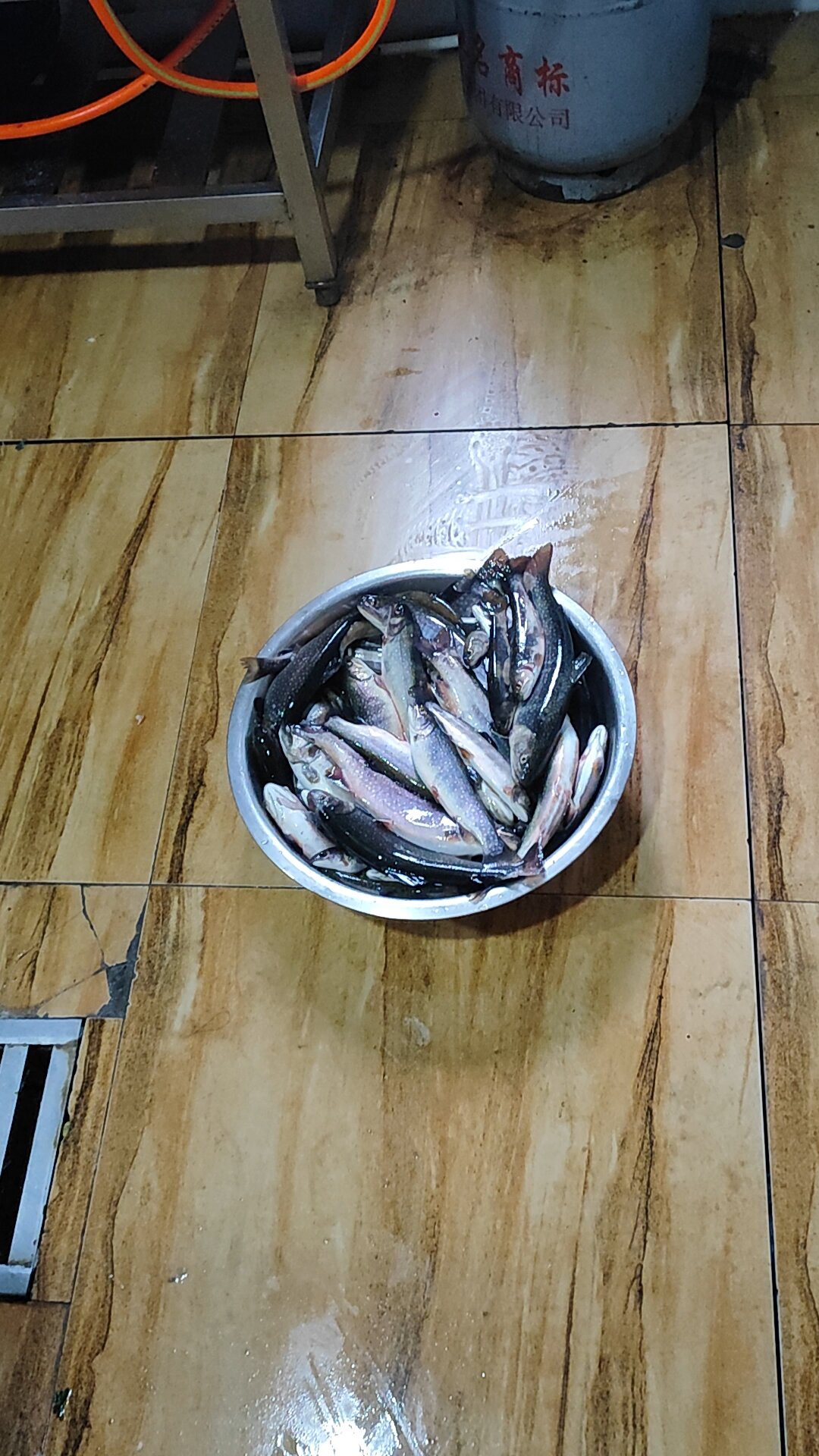 长白山花丽羔子鱼