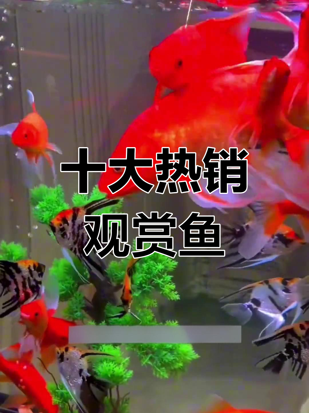 水族店销量TOP10观赏鱼,迷你鹦鹉和金鱼最受欢迎