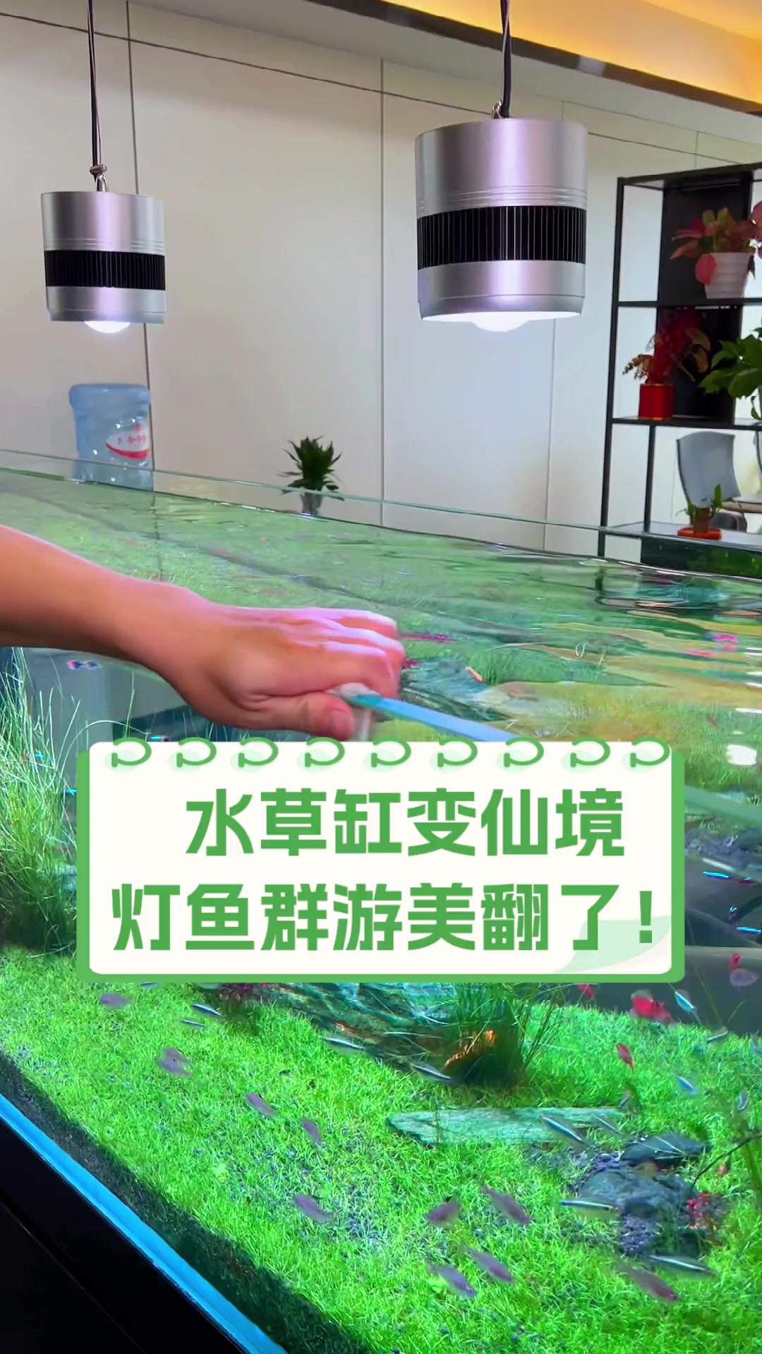 水草缸变仙境,灯鱼群游美翻了!