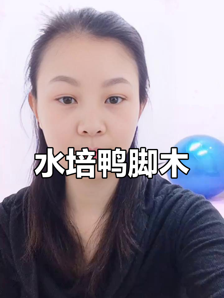 鸭脚木水培超简单,办公室、家里都能轻松养护!