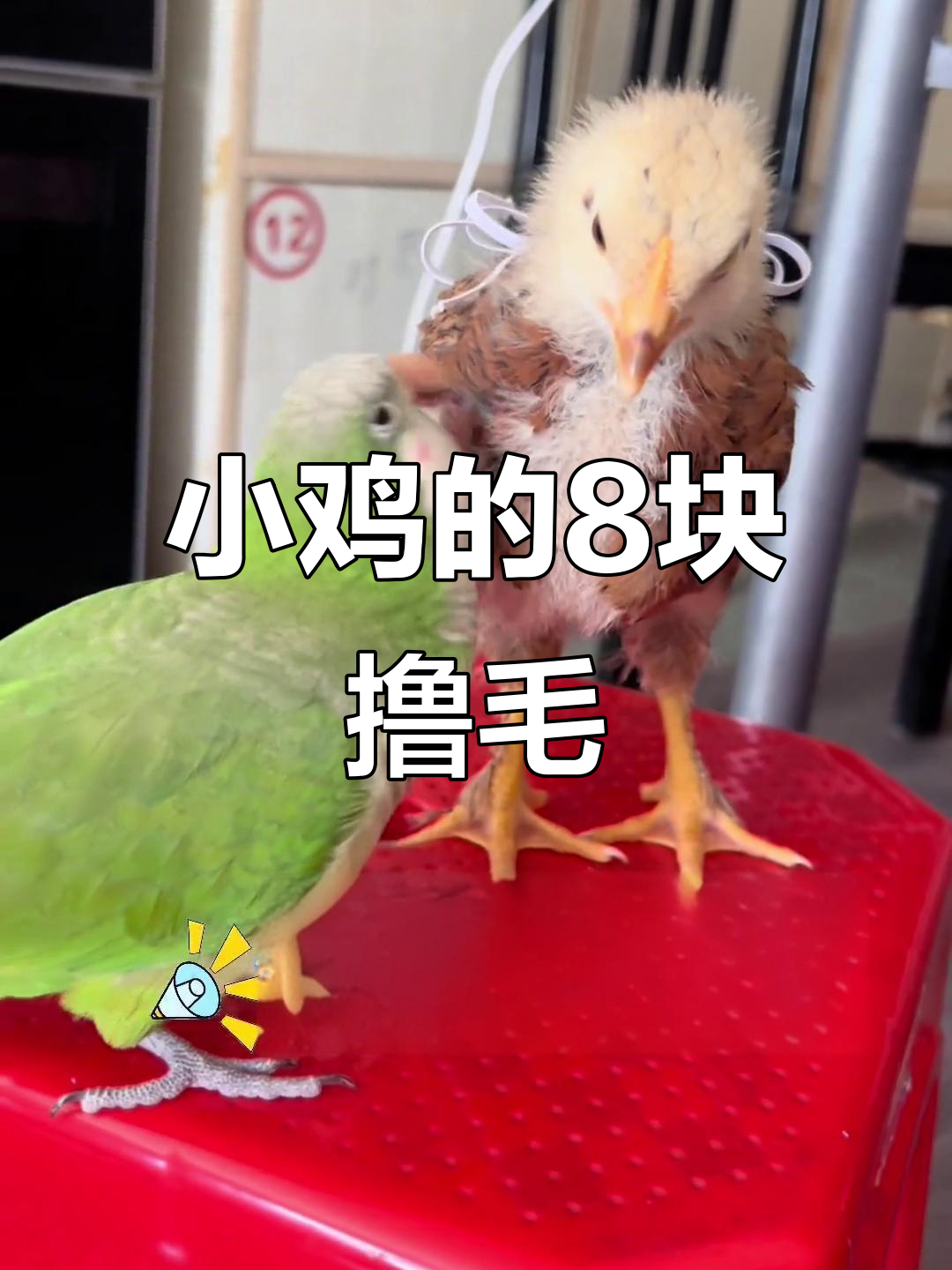 呆萌小鸡被撸毛,8块超可爱互动
