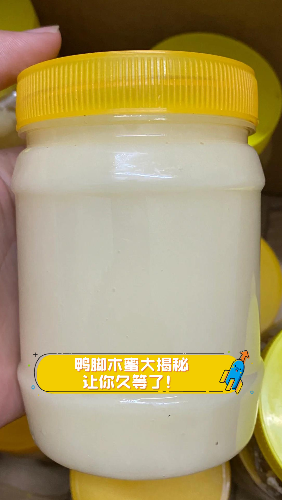 鸭脚木蜜大揭秘，让你久等了！
