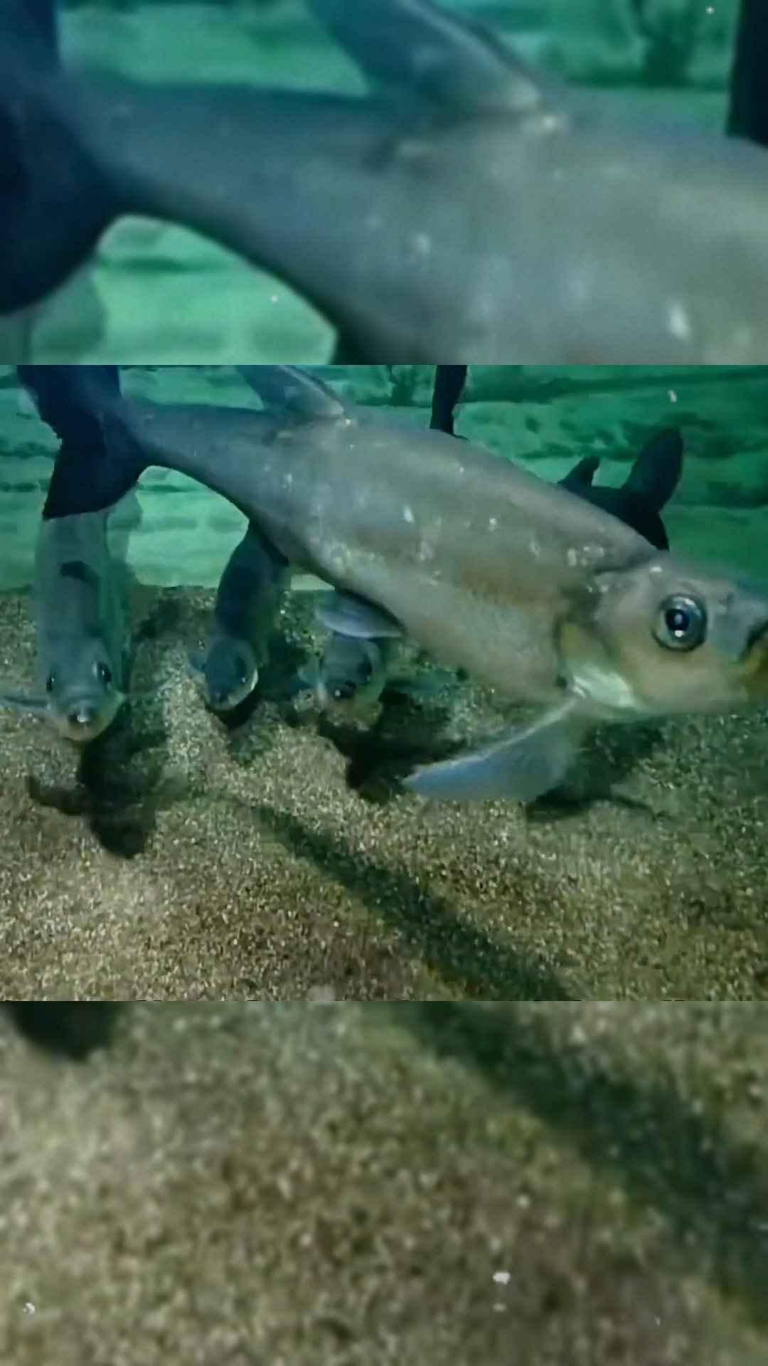 水族馆鱼类