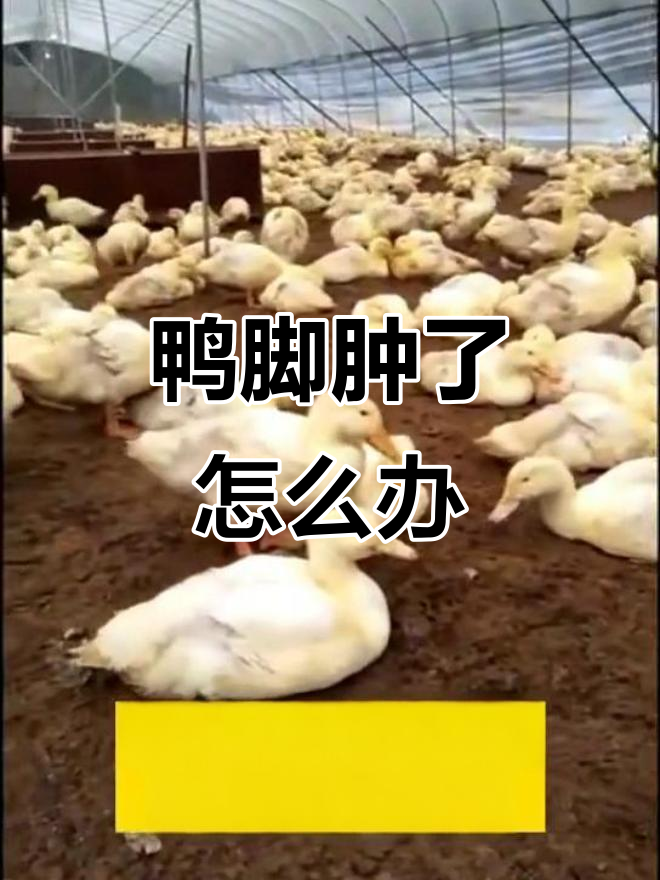 鸭子脚掌肿胀原因分析,如何治疗葡萄球菌病