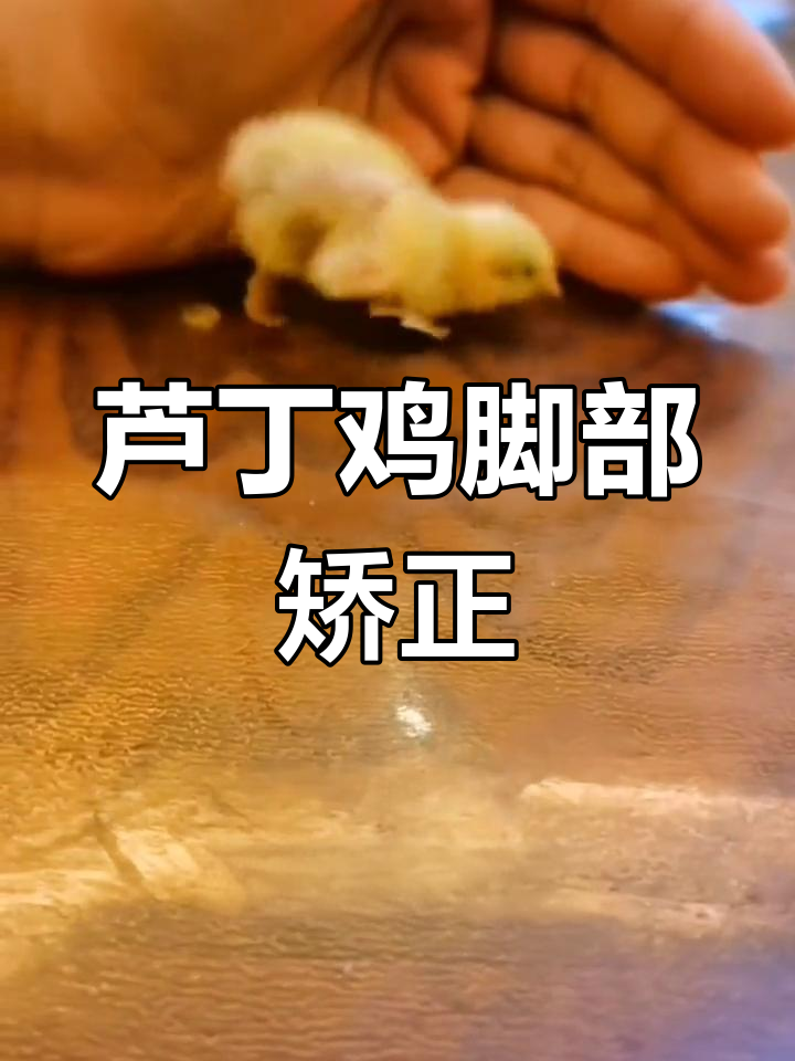 小鸡出壳后走路姿势异常,脚趾粘胶定型