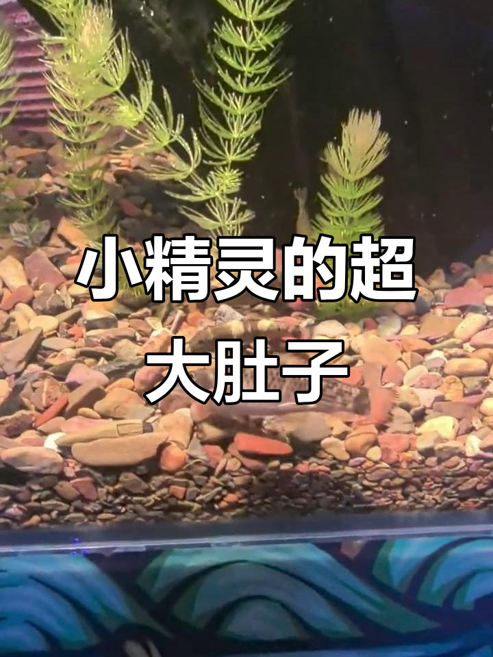 老虎小精灵肚子鼓胀，熊猫墨头鱼也难逃“大肚”命运