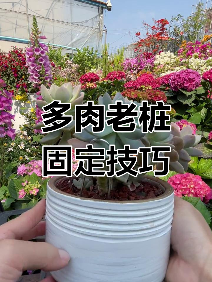 使用U型铁丝轻松固定多肉老桩,造型更完美