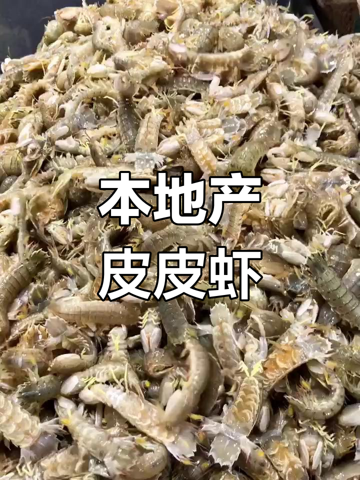 连云港皮皮虾大丰收,本地鲜活货源全揭秘