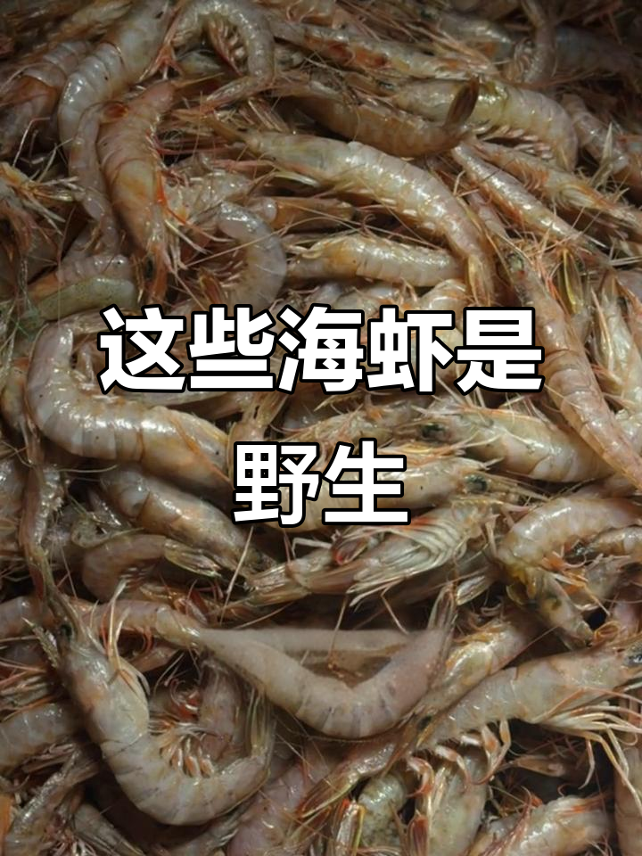 十种常见虾中哪些是野生的?了解北极虾和养殖南美白对虾的区别