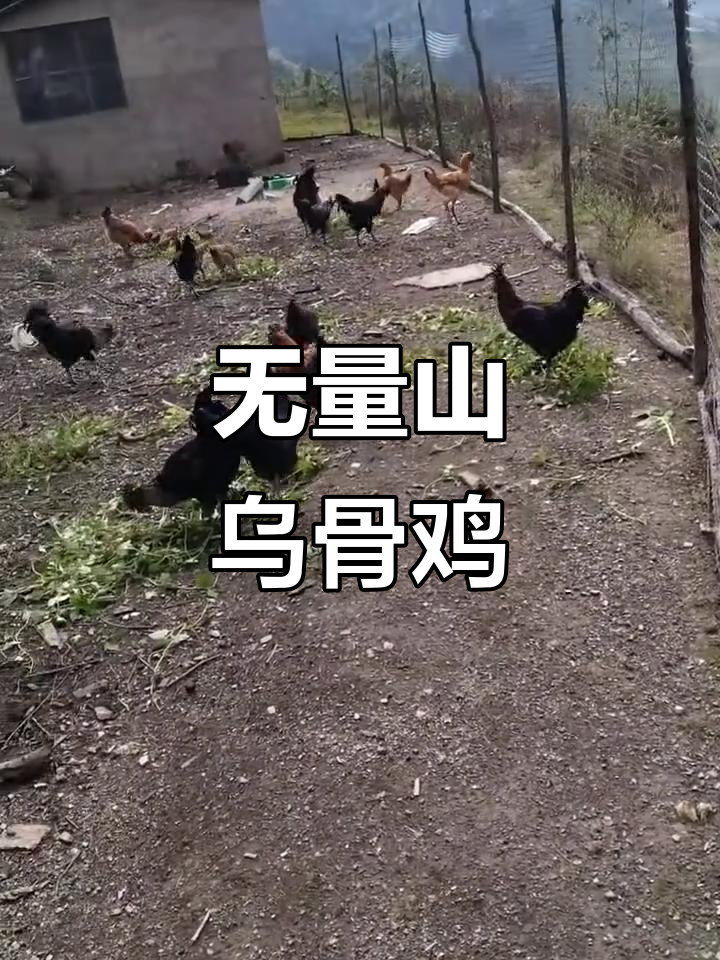 无量山乌骨鸡:纯土鸡的滴滴美味