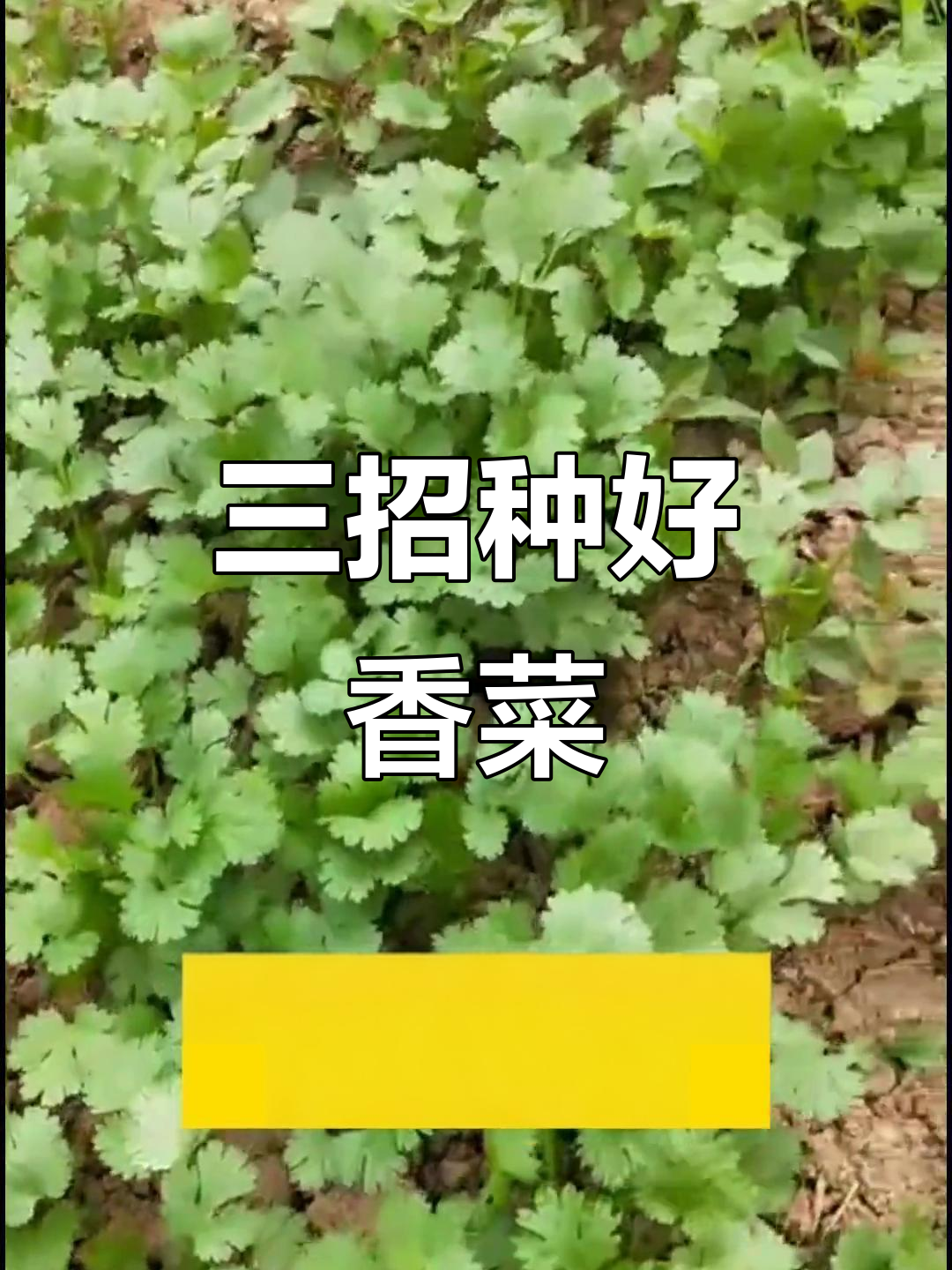 香菜种植小技巧,三步搞定出芽快又齐