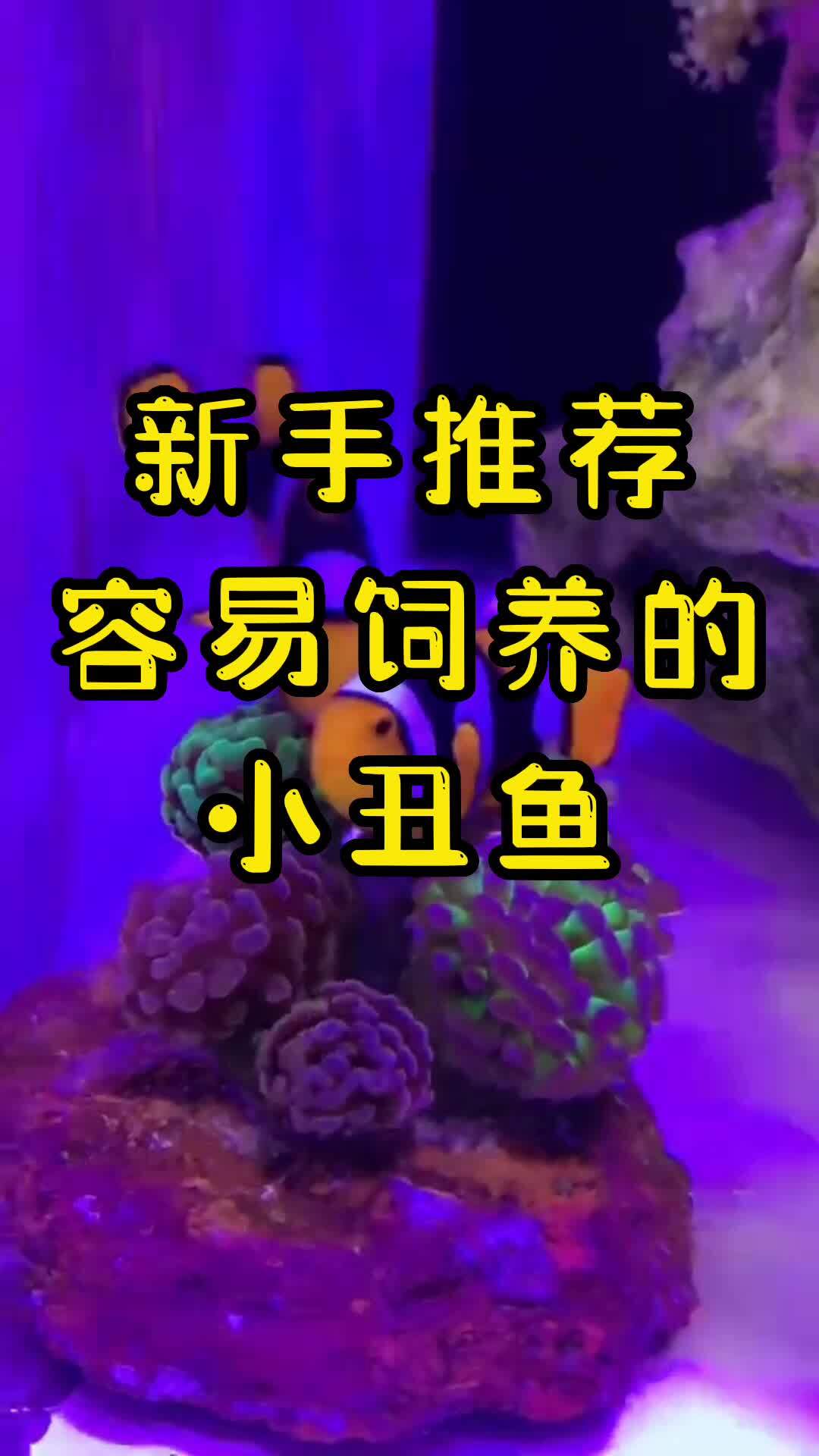 涛哥推荐给新手玩家的7种小丑鱼