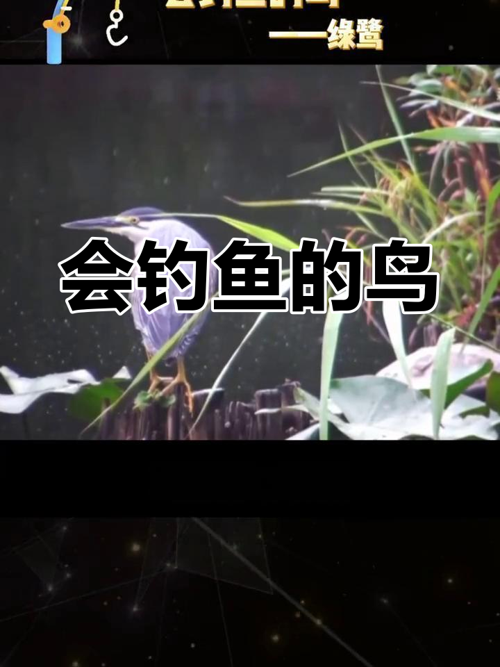 绿鹭:会钓鱼的神奇鸟类