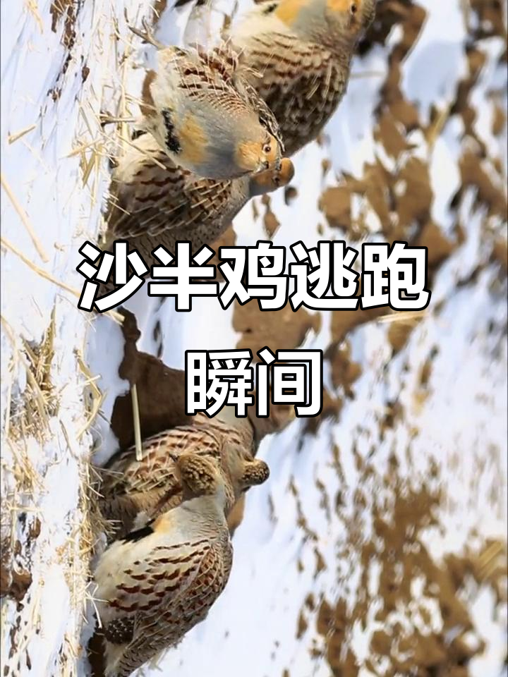 沙半鸡逃跑前的奇特举动,竟然是这样!