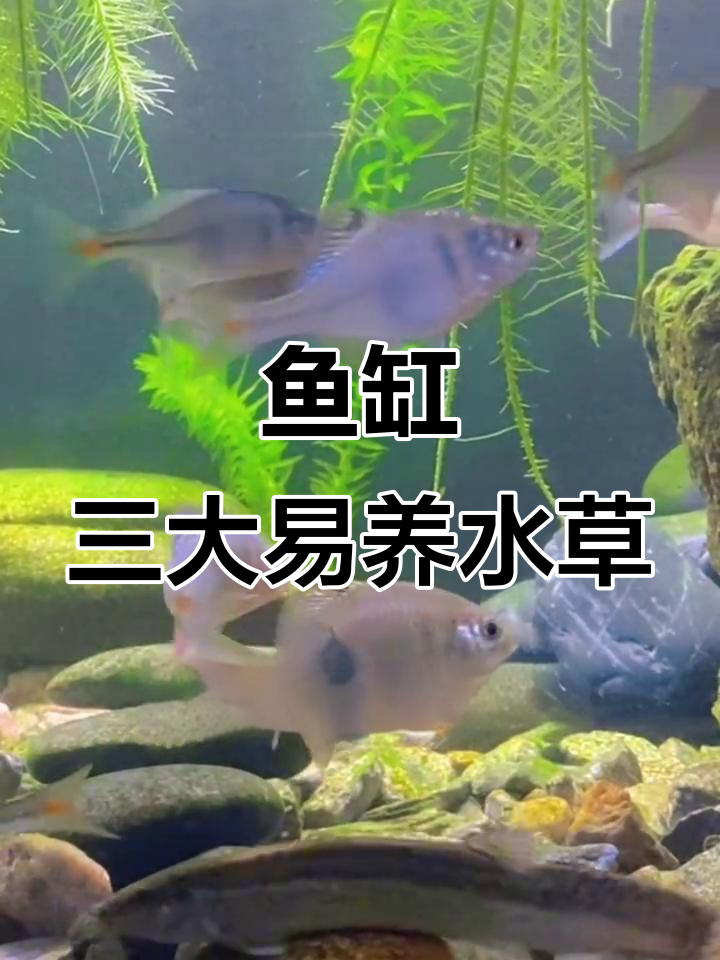 鱼缸水草那些事儿：三种必试品种，长得快又耐吃