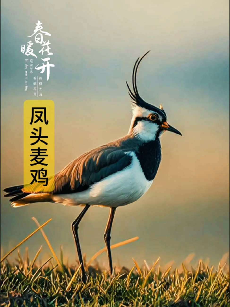 凤头麦鸡 鸟语花香 美不美你说了算