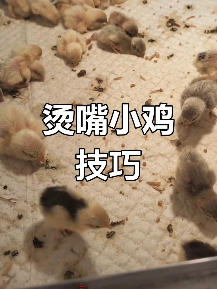 小鸡烫嘴教程