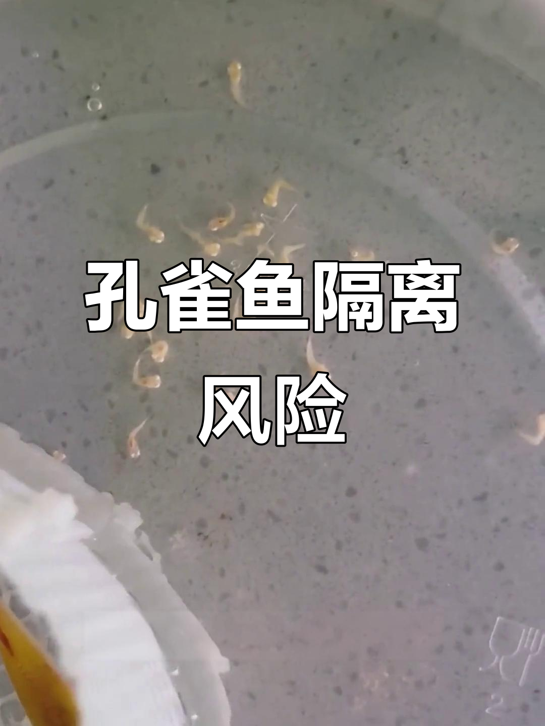 孔雀鱼过早隔离,死胎多于存活,成活率极低