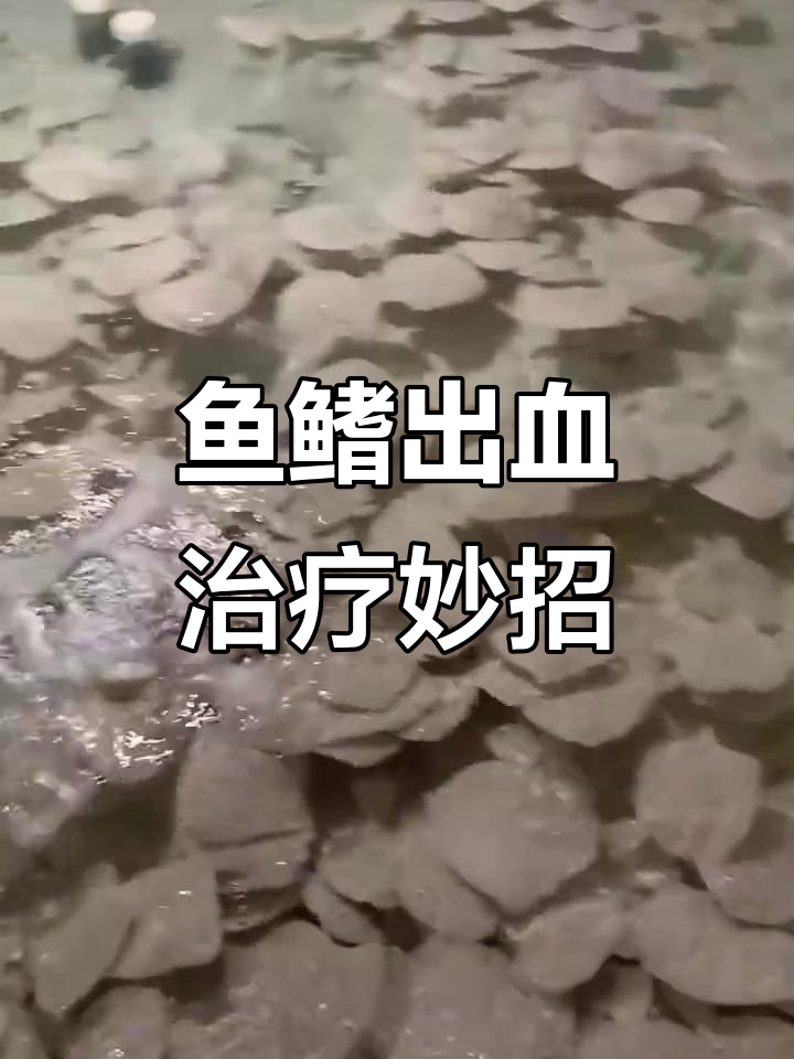 大菱鲆鱼鳍出血治愈记，水产9号助力养殖户解决难题