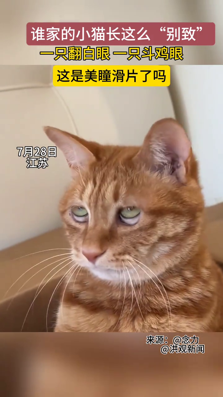 两只长得很“别致”的猫咪,一只翻白眼一只斗鸡眼