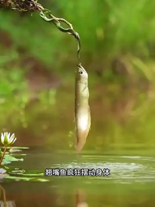你见过鱼吃辣条吗