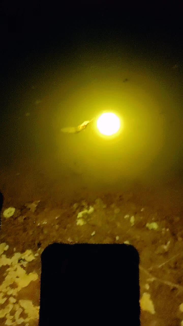 真实户外 夜钓 钓鱼人就是这么疯狂 野钓惊喜无处不在 原来钓鱼才是抖音运动顶流
