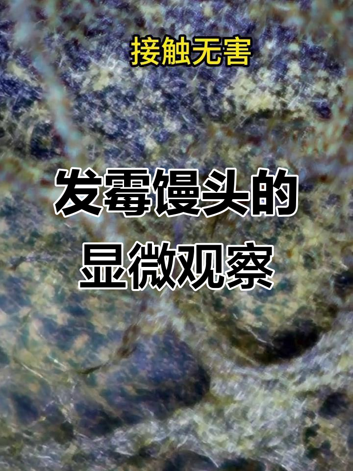 放大镜下的发霉馒头，霉菌清晰可见