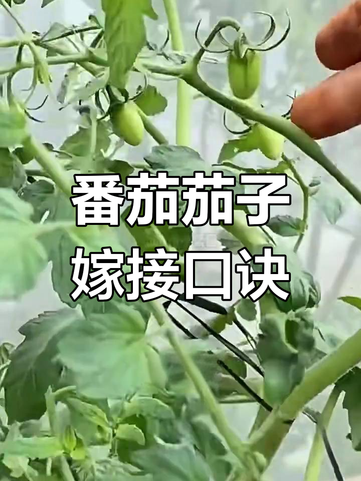 小番茄与茄子嫁接,轻松种出两种蔬菜