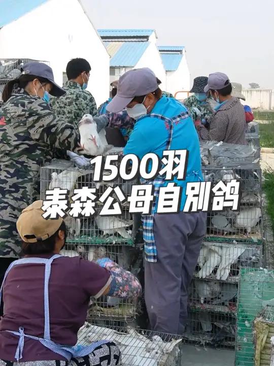1500羽泰森公母自别种鸽挑选装车发往四川 农村创业养殖 肉鸽养殖 养鸽人 高产种鸽