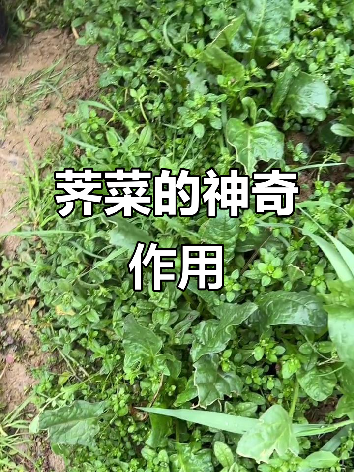 荠菜的药用功效与烹饪技巧,教你如何做美味菜肴