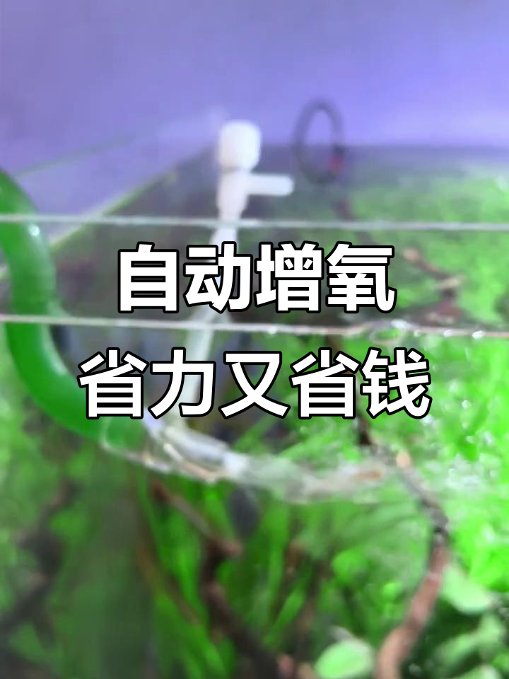 无需油电,鱼缸增氧神器让水质更清新