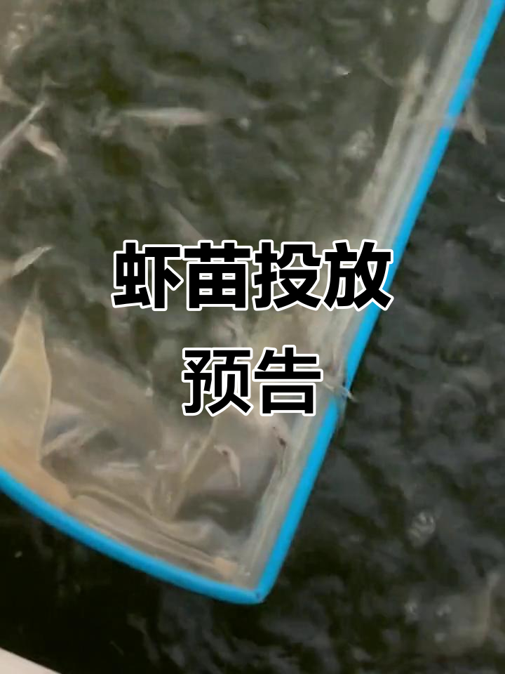 海南泰力虾苗2月投放,分苗工作明日启动