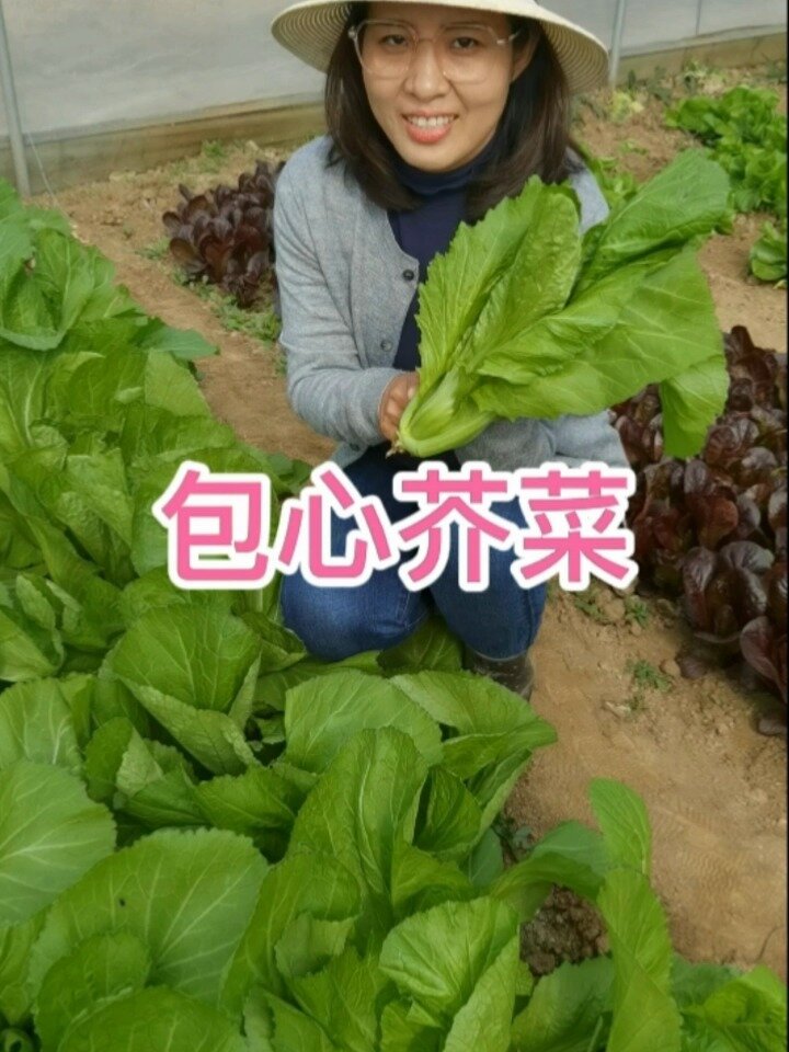 包心芥菜