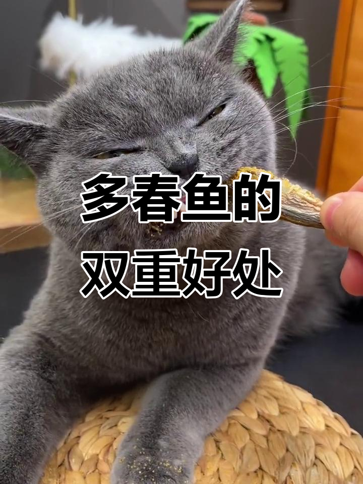 猫咪吃多春鱼,增肥又美毛,酥脆口感让它欲罢不能