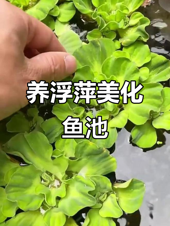 鱼缸里养浮萍水草,净化水质又美观