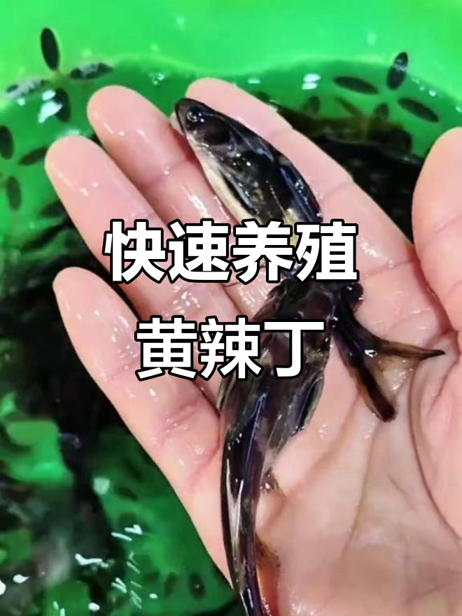 黄辣丁鱼苗:生长快、抗病强,肉质鲜嫩,全国可养