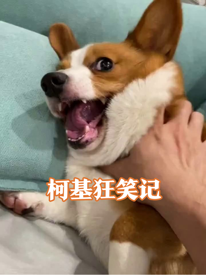 柯基被摸出表情包！笑容猖狂到变形
